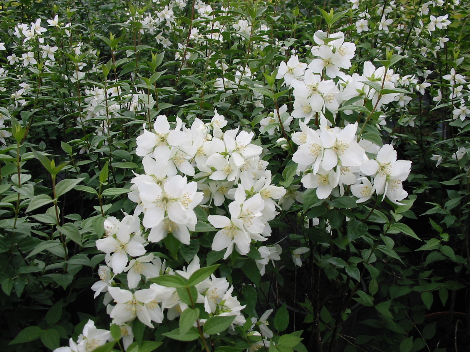 Philadelphus lemoinei 'Silberregen'